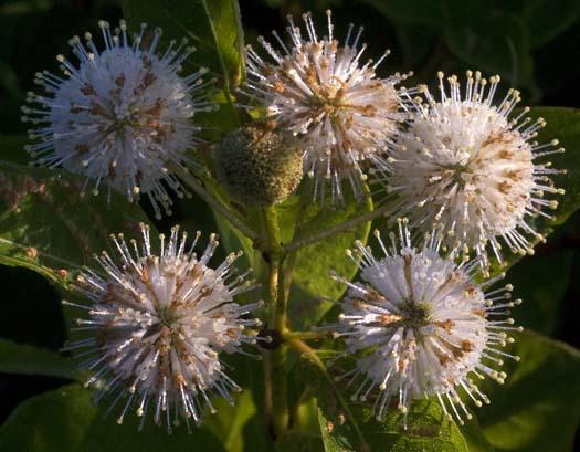 wildflowers-7-13-2008_071308_5876.jpg