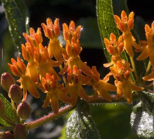 wildflowers-7-13-2008_071308_5898.jpg