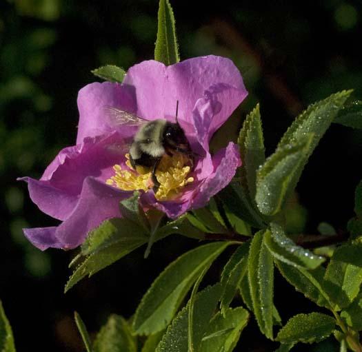 wildflowers-7-13-2008_071308_5948.jpg