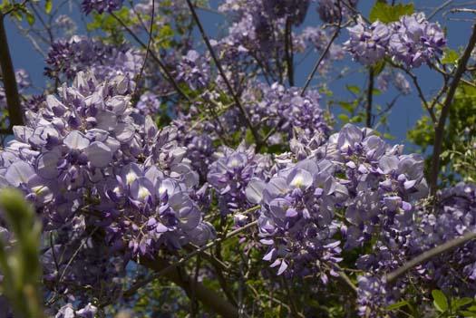 wisteria-4-24-2008_042408_4427.jpg