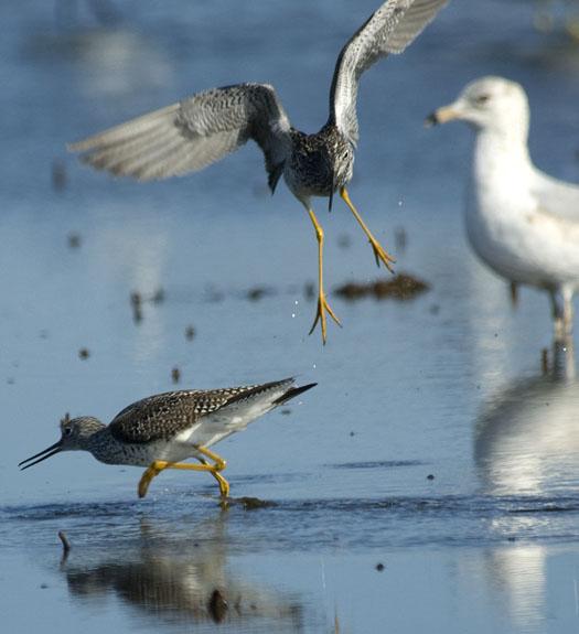 yellow-legs-4-14-2008_041408_2941.jpg