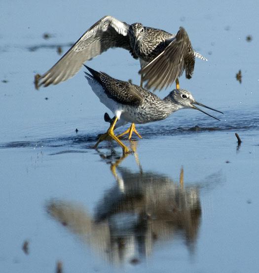 yellow-legs-4-14-2008_041408_2944.jpg