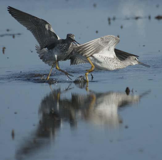 yellow-legs-4-14-2008_041408_2946.jpg