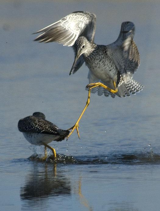 yellow-legs-4-14-2008_041408_3061.jpg