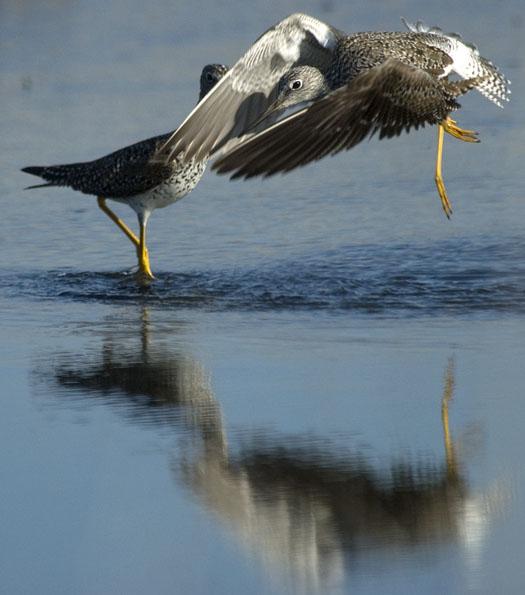 yellow-legs-4-14-2008_041408_3063.jpg