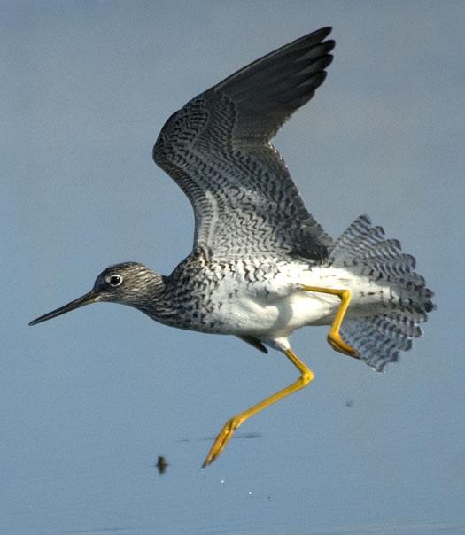 yellow-legs-4-14-2008_041408_3064.jpg