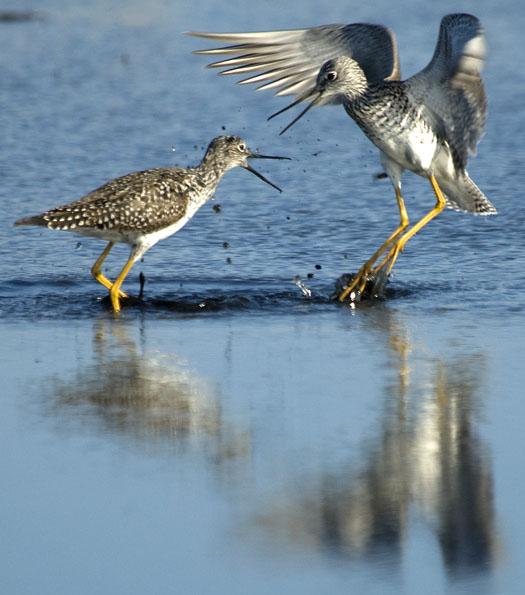 yellow-legs-4-14-2008_041408_3226.jpg