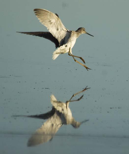 yellow-legs-5-25-2008_052508_8580.jpg