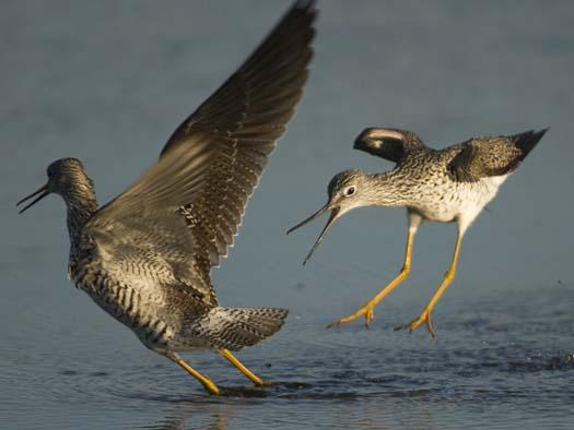 yellow-legs_3-4-14-2008_041408_3694.jpg