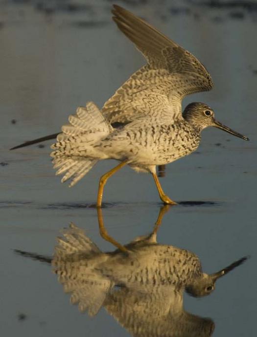 yellow-legs_4-4-14-2008_041408_3997.jpg