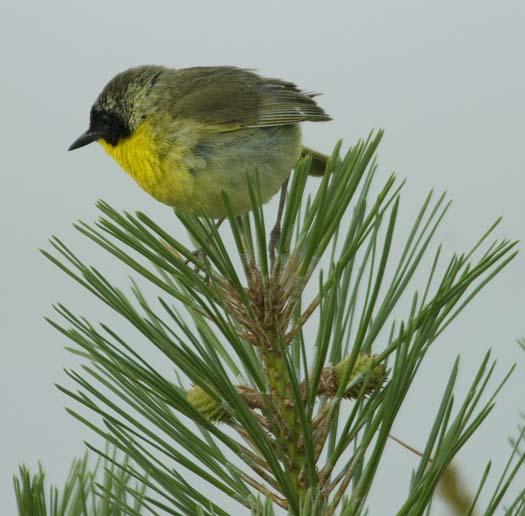 yellow-throat-6-18-2008_061808_3972.jpg